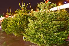 Новогодние ёлки в Сморгони начнут продавать с 20 декабря